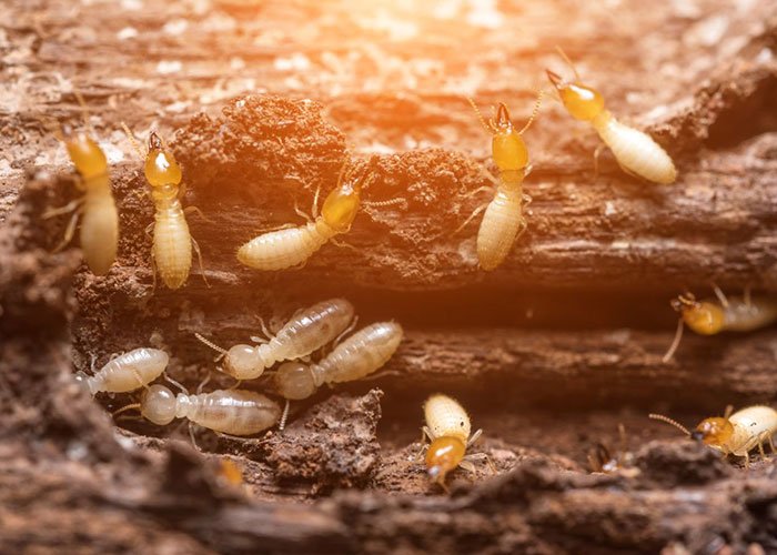 Cafe Pest Control